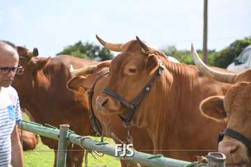 El Valle de los Nueve Alto celebra el día grande de sus fiestas patronales/Francisco Javier Santana.